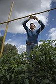 Training of a tomato plants on a horizontal guardian