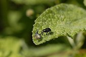Capturing a larva by a bedbug on a leaf France