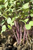 Young plants mustard Provence France
