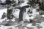 Manchot à jugulaire sur une côte rocheuse Antarctique ; Half Moon Island.