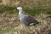 Male Upland goose Tierra de Fuego National Park