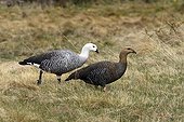 Couple of Upland geese Tierra de Fuego National Park