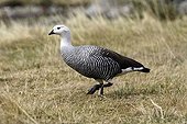 Male Upland goose Tierra de Fuego National Park