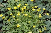 Fig buttercup at Spring France