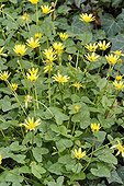 Fig buttercup at Spring France