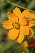 Sulphur cosmos flower