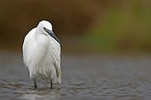 Little Egret Marsh Carentan Normandy France
