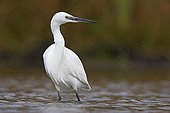 Little Egret Marsh Carentan Normandy France