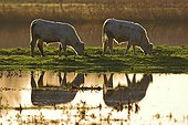 Charolais Steers in a field of flood Marais Carentan France