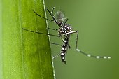 Asian Tiger Mosquito on a leaf Spain ; Species native to the tropical and subtropical areas of Southeast Asia, but successfully adapted to cooler regions, it can transmit pathogens and viruses, such as, the West Nile Virus, Yellow fever virus, St. Louis Encephalitis, Dengue fever, and Chikungunya fever...