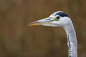 Portrait of Grey Heron Marshes Carentan France