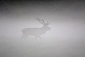 Red Deer taking its territory  in the fog