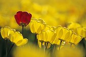 Red tulip among yellow tulips ; Locality: around Soissons.