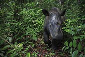 Female Sumatran Rhinoceros in rainforest Sumatra ; This female rhino's habituation to humans could put her at risk.  Eventually she was transferred to a 10 hectares Sanctuary of rainforest where she could be better protected and possibly reproduce.<br>World population is below 400 individuals in 2006.<br>