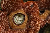 Flower Rafflesia Bukit Barisan Selatan Sumatra Indonesia