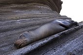 California sea lion resting on rocks Floreana Galapagos