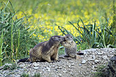 Close-up of Alpine marmot with young marmot