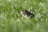 Green frog in a garden France