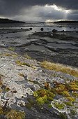 Rivage rocheux érodé du fjord Ofotfjorden Norvège