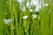 Flowers of  Stellaria holostea France