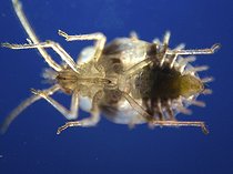 Almond Lace Bug and his rostrum folded under the shield