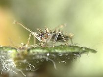 Almond Lace Bug juvenile eating on a Pear leaf