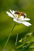 Honeybee butinant a Starbase holostée France