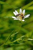 Honey bee gathering nectar a Stellaria holostea France