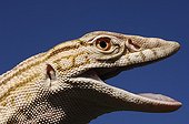 Portrait of a Desert monitor Chinguetti Mauritania