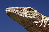 Portrait of a Desert monitor Chinguetti Mauritania