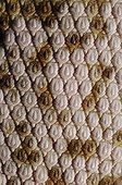 Scales of a Desert monitor Chinguetti Mauritania