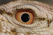 Eye of a Desert monitor Chinguetti Mauritania