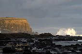 Rivage rocheux de Curio Bay Nouvelle Zélande ; Région de l'Otago. Site de nidification du Manchot antipode.