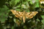 Lime hawk-moth flying France