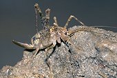 Cave cricket female Kärnten Austria ; @ Austrian species