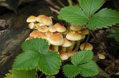 Group Hypholomes in sub tuft of green leaves Switzerland