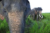 Asian elephants male and female Sumatra Indonesia