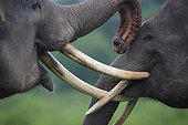 Games of youngs males Asian elephants Sumatra Indonesia