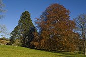 Cooper-beech at Jardins de la Chaux in autumn in Nièvre
