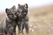 Arctic fox cubs sat in the tundra Nunavut Canada