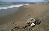 Skeleton of a Pacific ridley sea turtle French Guiana