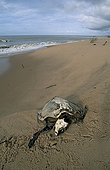 Skeleton of a Pacific ridley sea turtle French Guiana