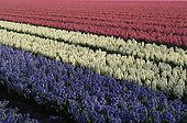 Hyacinths field coloured as french flag Holland
