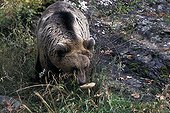Brown bear eating a mushroom in the forest in Bulgaria