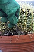 Weeding of a barrel cactus with a fork ; Tip Gardener not to bite.
