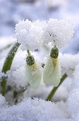 Snowdrop in bloom in the snow