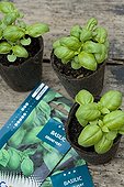 Basil sowing in flower bucket at kitchen garden