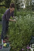 Staking coriander after the rain with a string in august