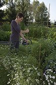 Staking coriander after the rain in august