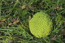 Fruit of the Breadfruit tree